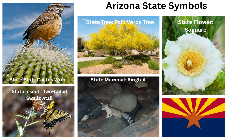 Arizona Symbols