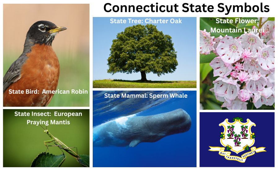 Connecticut Symbols