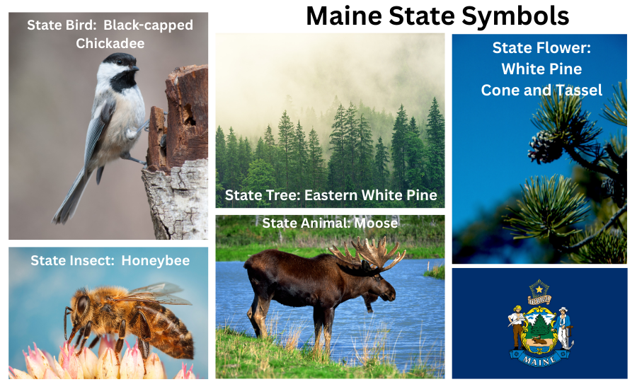 Maine Symbols