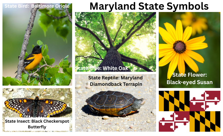Maryland Symbols