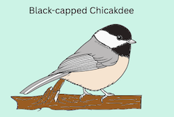 Black-capped Chickadee