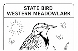 Western Meadowlark Coloring