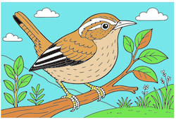 Carolina Wren