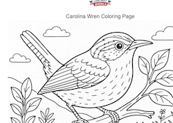 Carolina Wren Coloring
