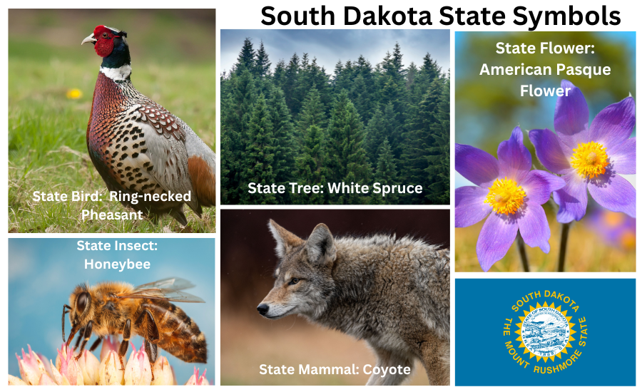 South Dakota Symbols