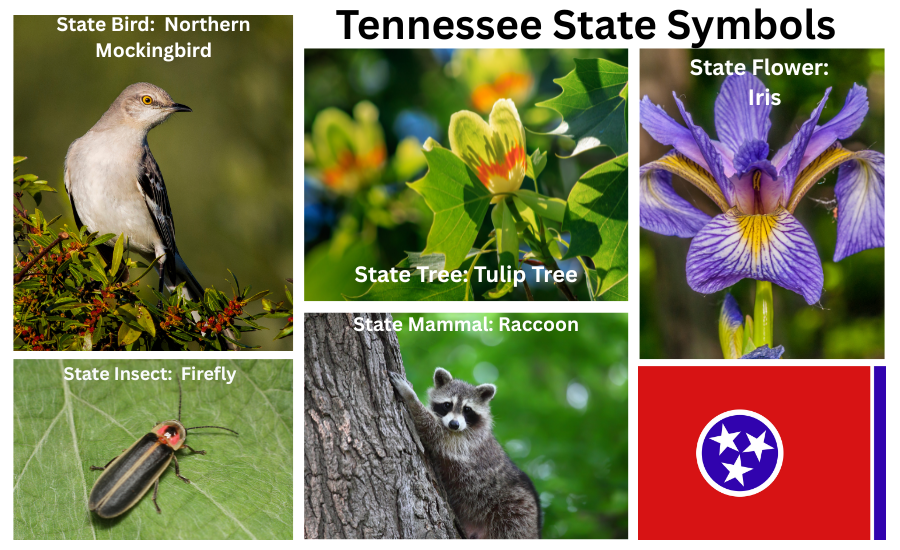 Tennessee Symbols