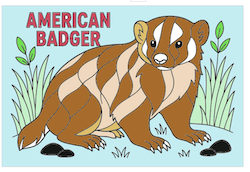 American Badger Coloring